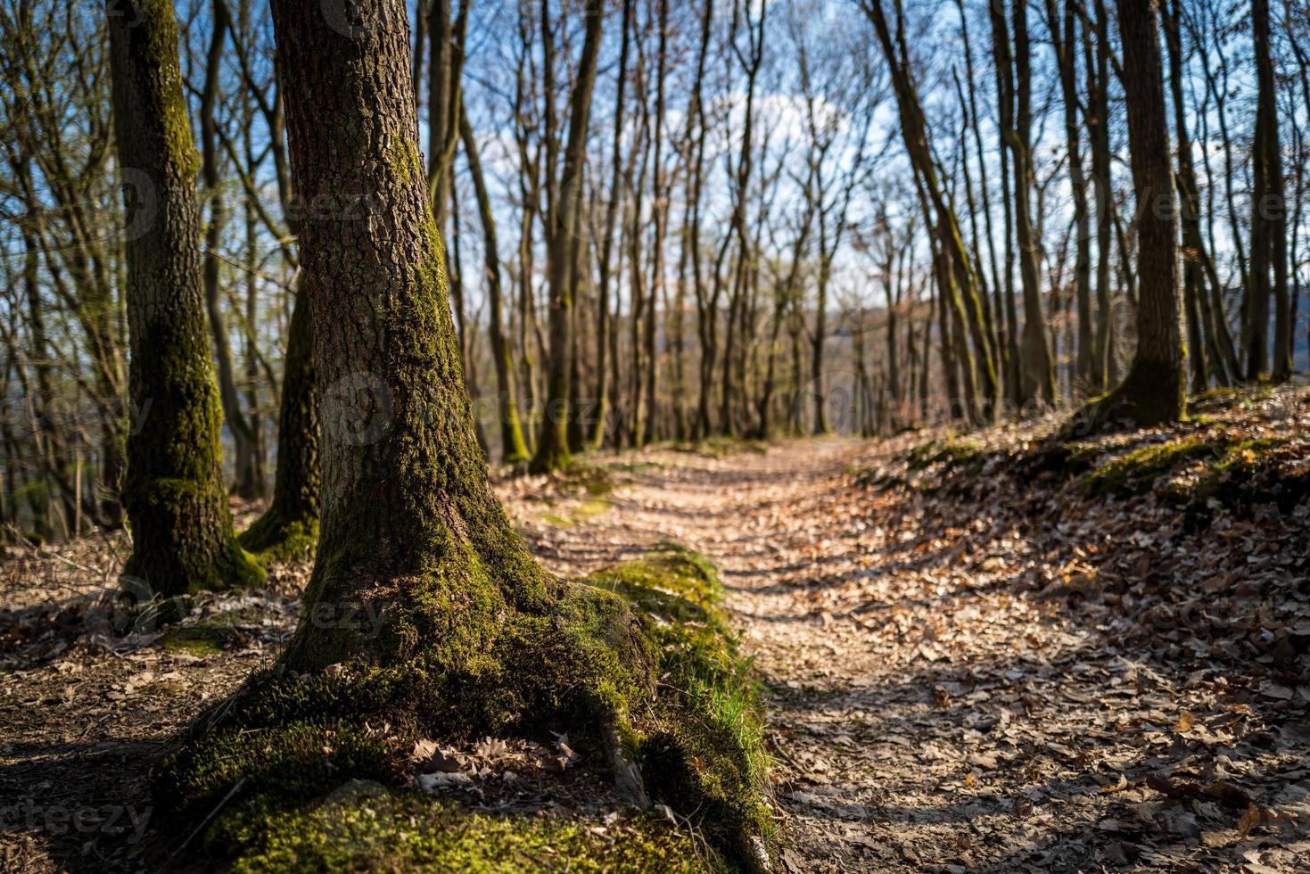 een parcours in de bossen van boppard foto
