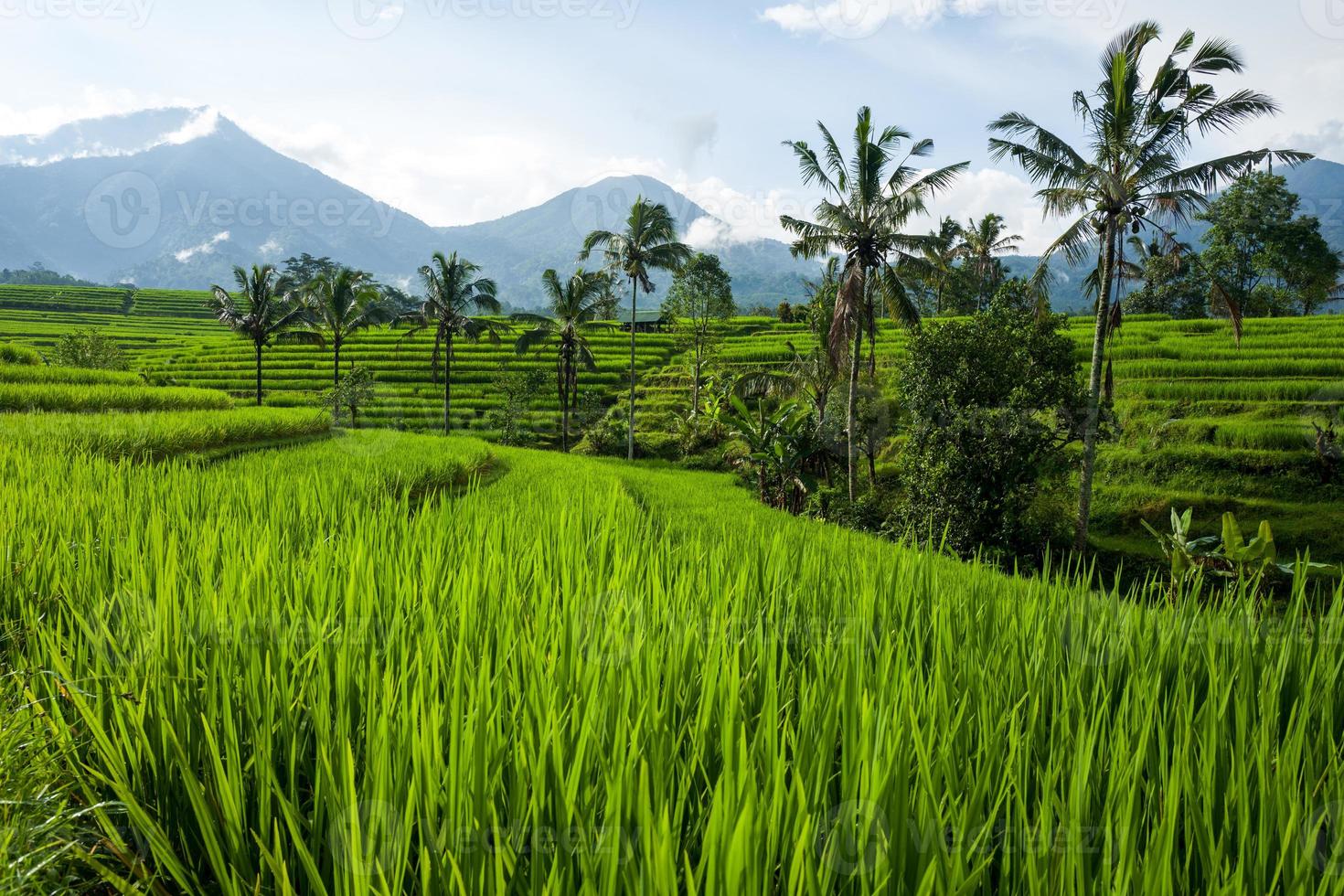 de tegallalang rijstterrassen in Bali in Indonesië in foto