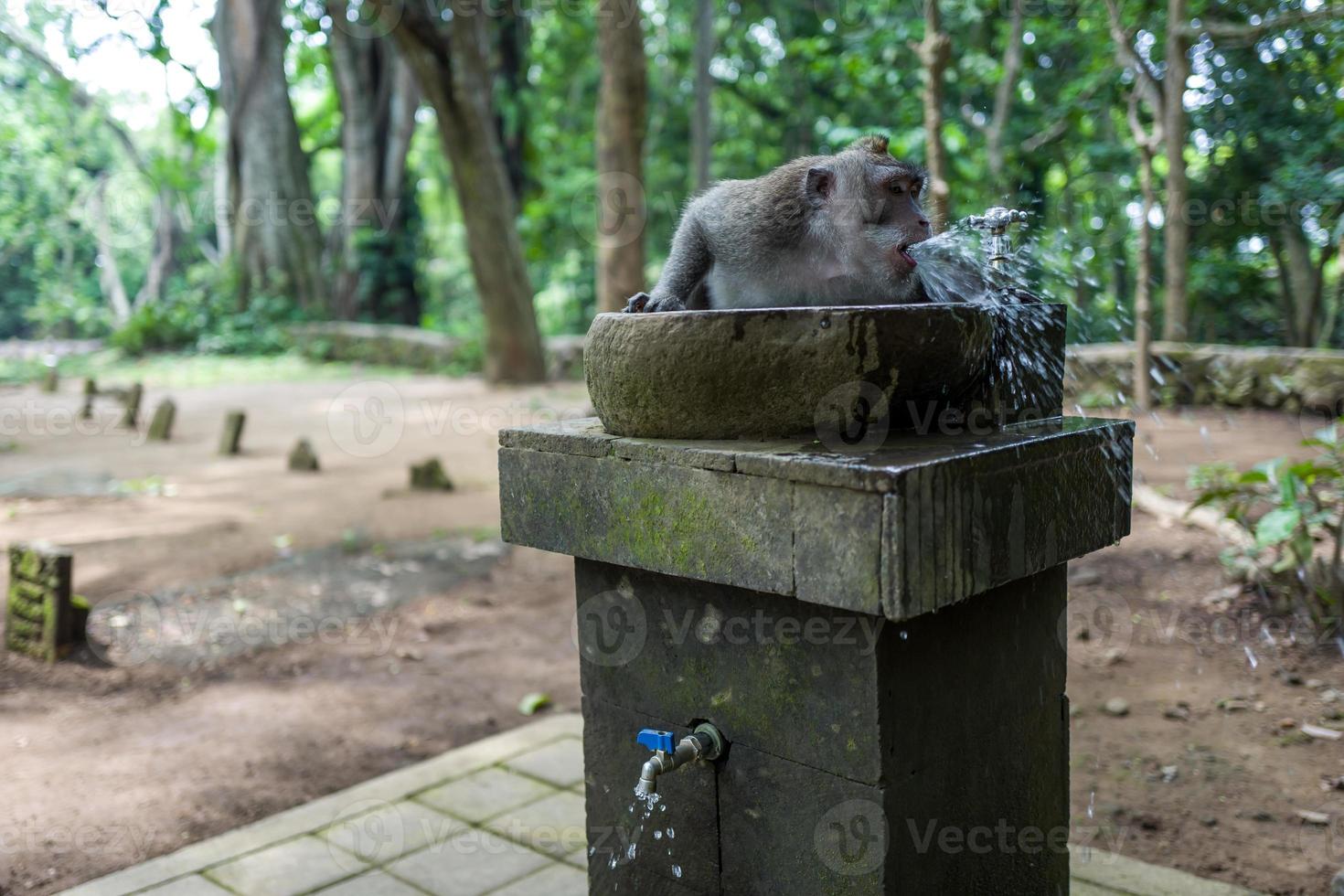 aap in het apenbos van Ubud foto
