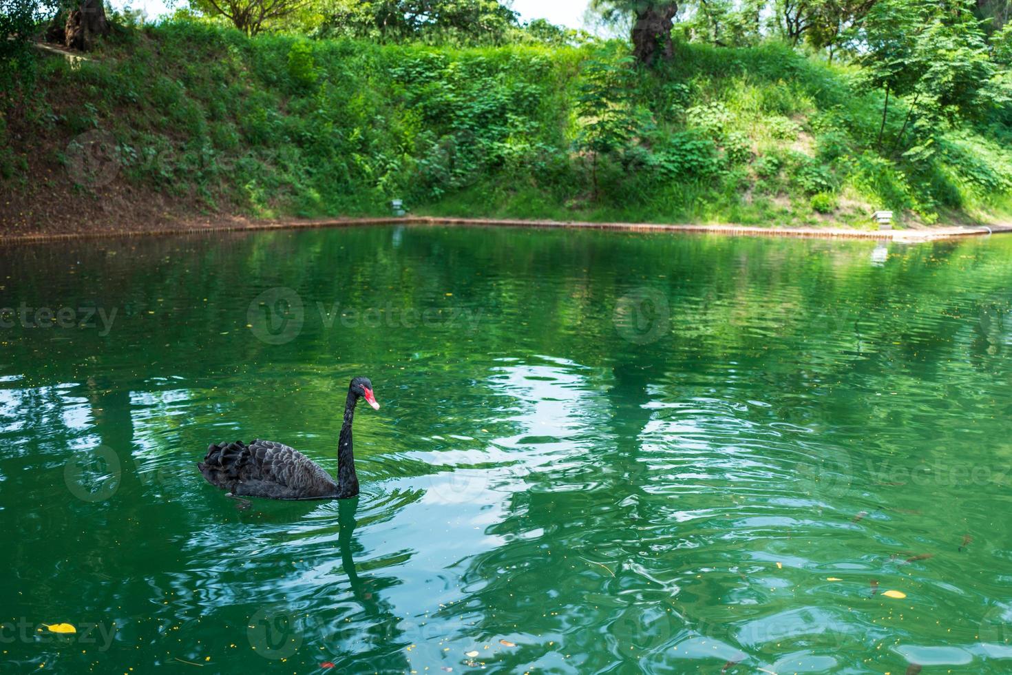 een zwarte zwaan op een meer in tainan in taiwan foto