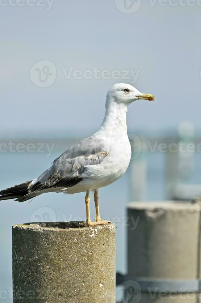 zeemeeuw Aan een pool foto