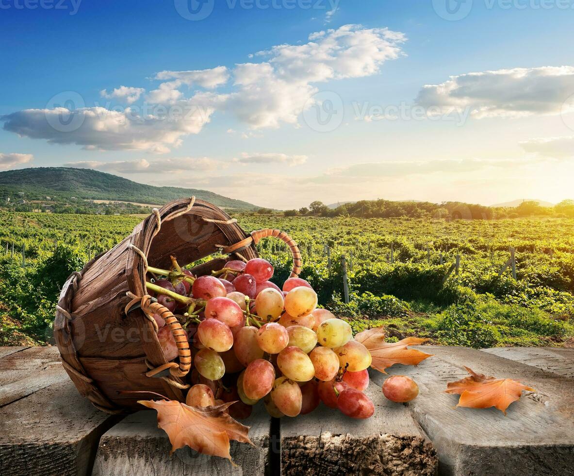 druiven en wijngaard foto