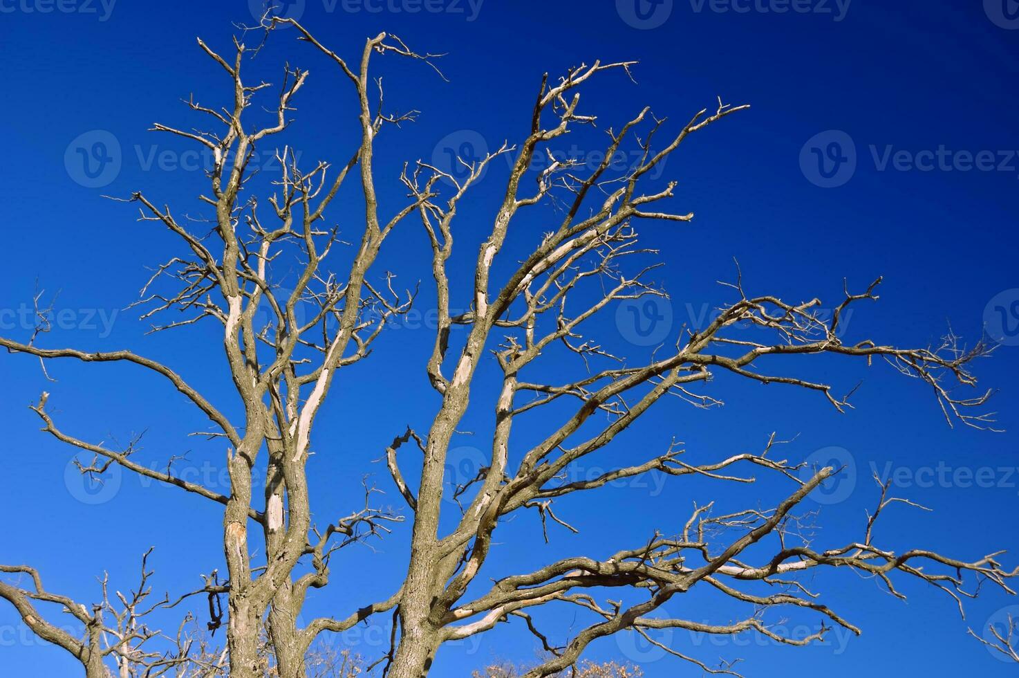 naakt boom met blauw lucht foto