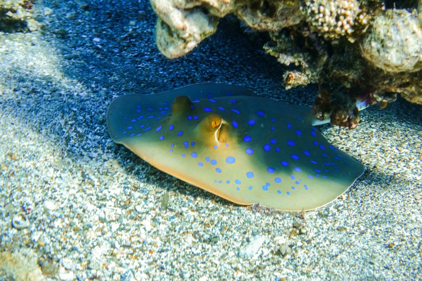 blauw gevlekte lintstaart straal schuilplaats onder koralen Bij de zeebedding gedurende duiken foto