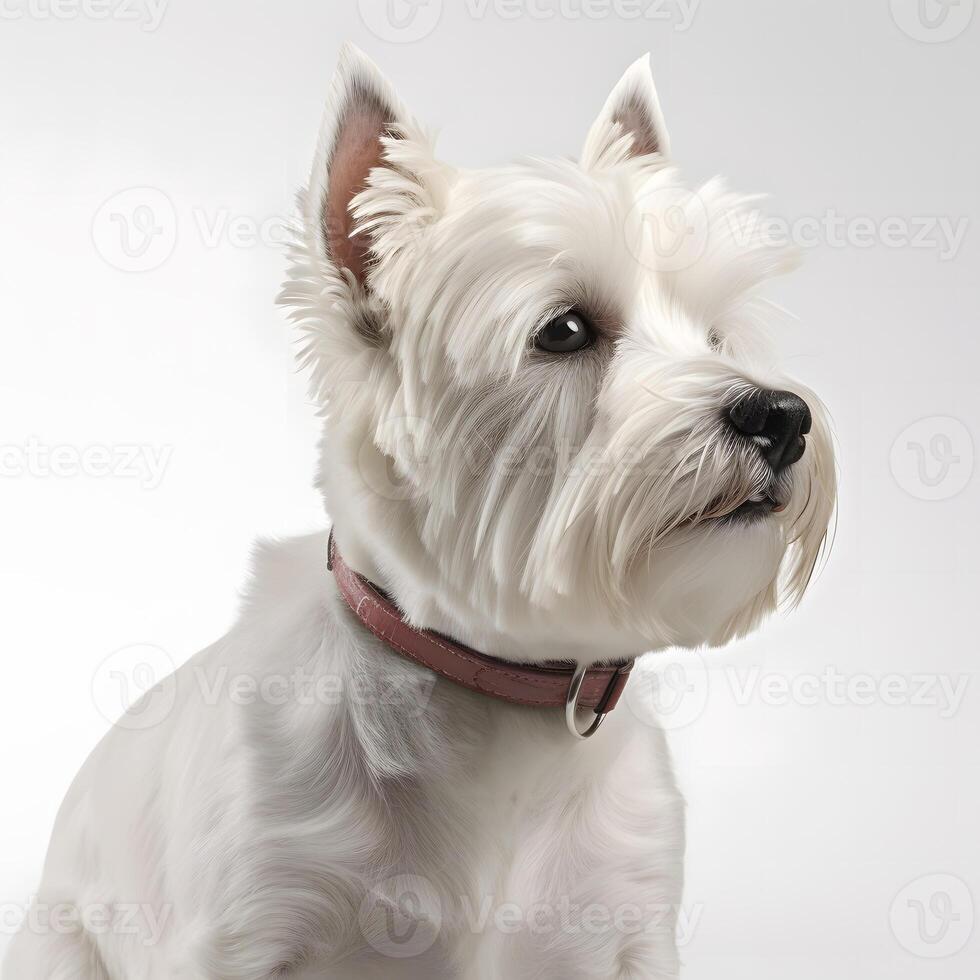 ai generatief west hoogland wit terriër ras hond geïsoleerd Aan een Doorzichtig wit achtergrond foto
