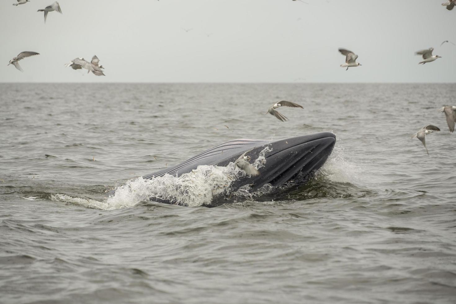 Bryde's walvis, Eden's walvis, vis etend aan de Golf van Thailand. foto