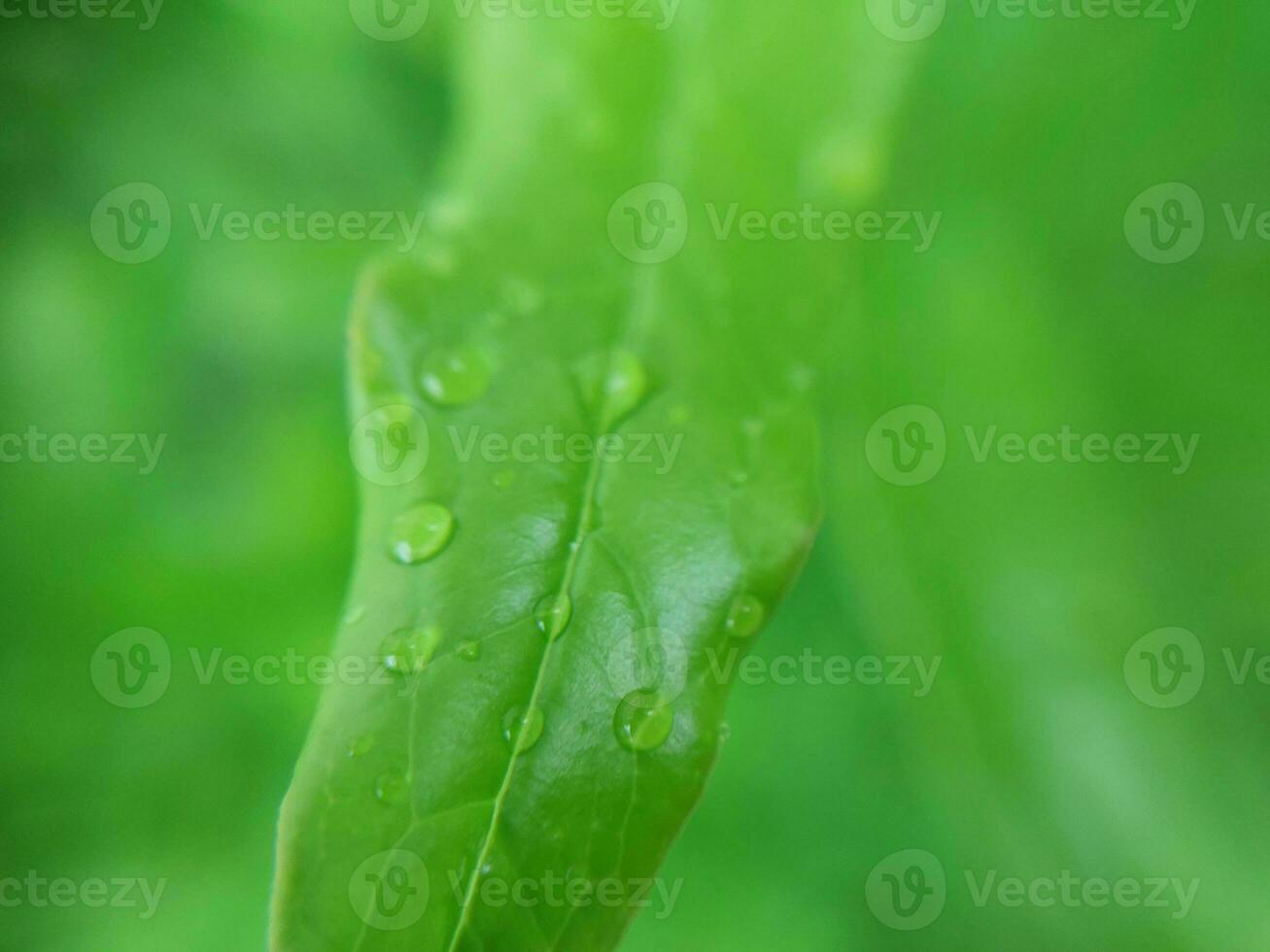 groen fabriek structuur na regen foto