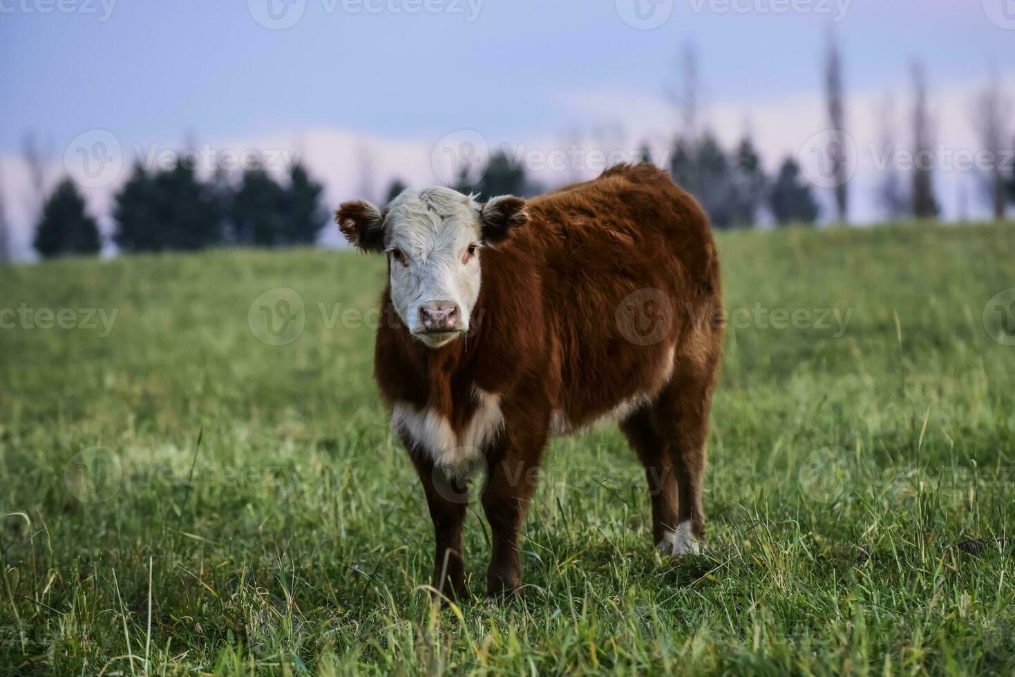 ossen gevoed Aan natuurlijk gras, buenos aires provincie, Argentinië foto