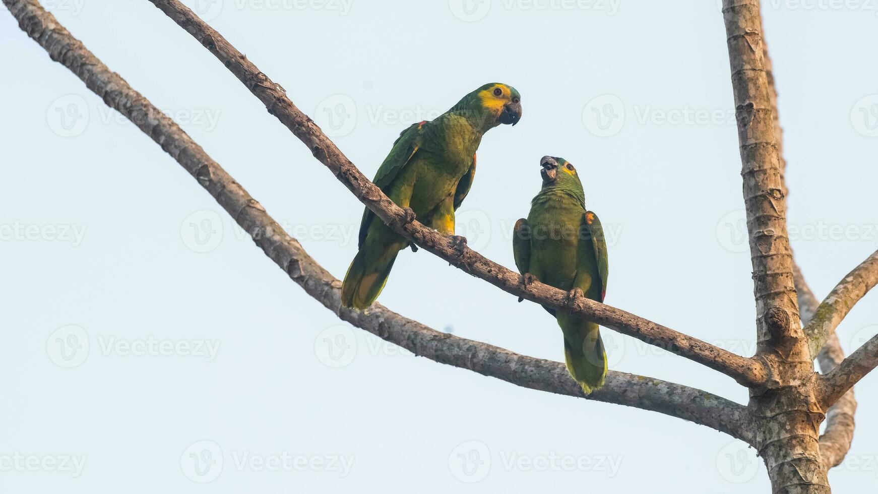 turkoois fronted amazone, panpanal, Brazilië foto