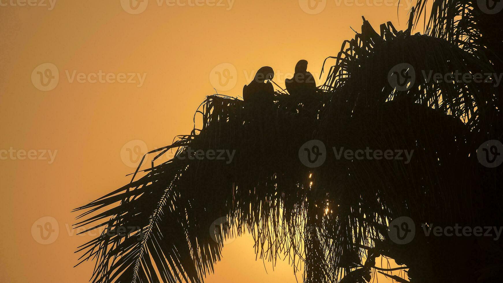 hyacint ara, pantanal Woud, Brazilië foto