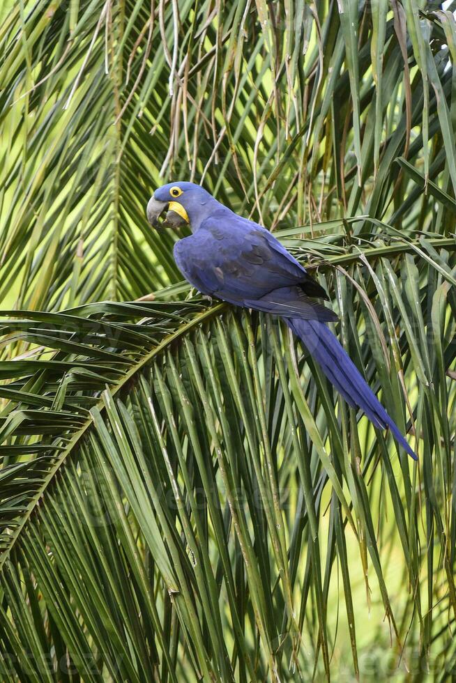 hyacint ara, pantanal Woud, Brazilië foto