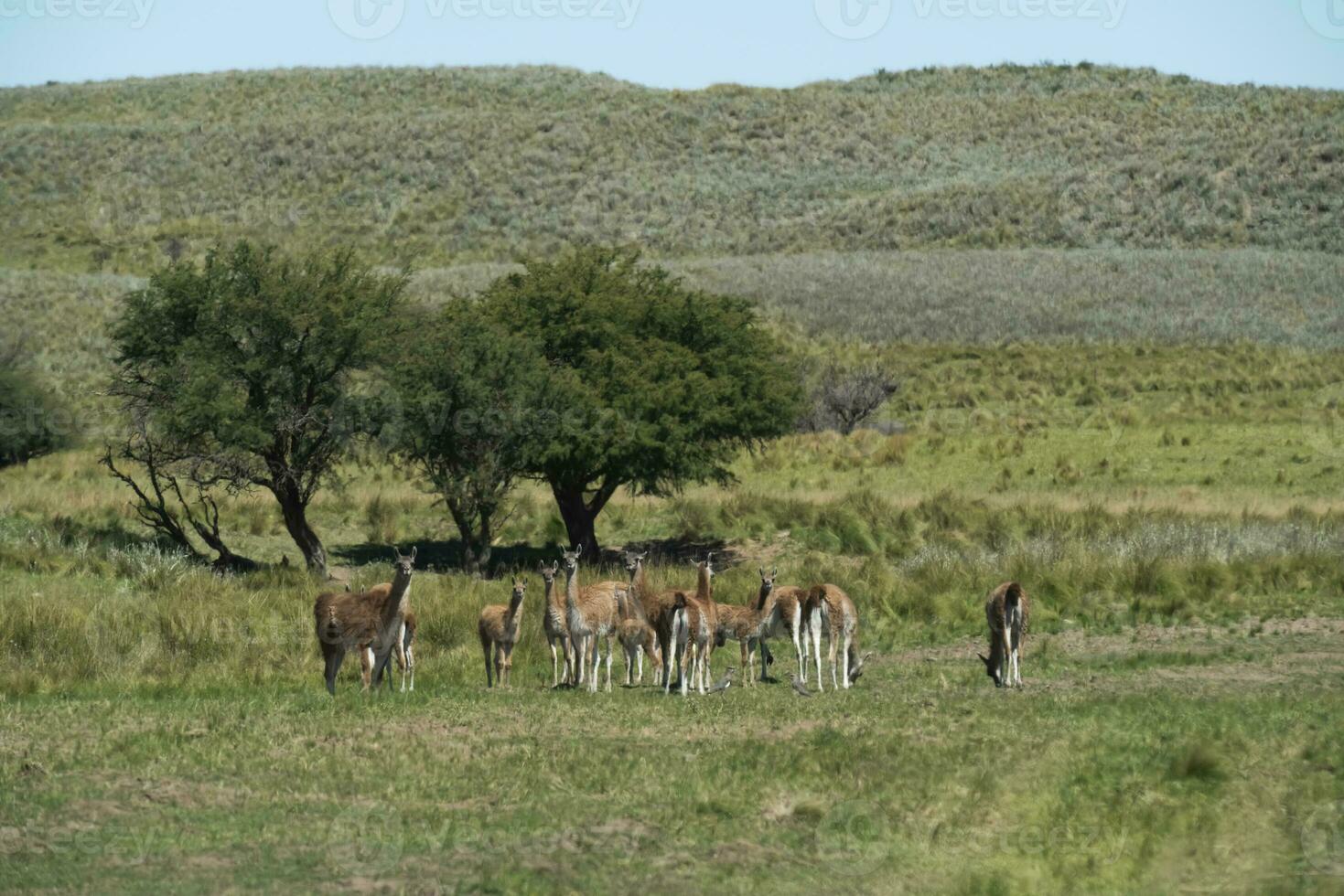 guanaco's in pampa gras omgeving, la pampa, Patagonië, Argentinië. foto