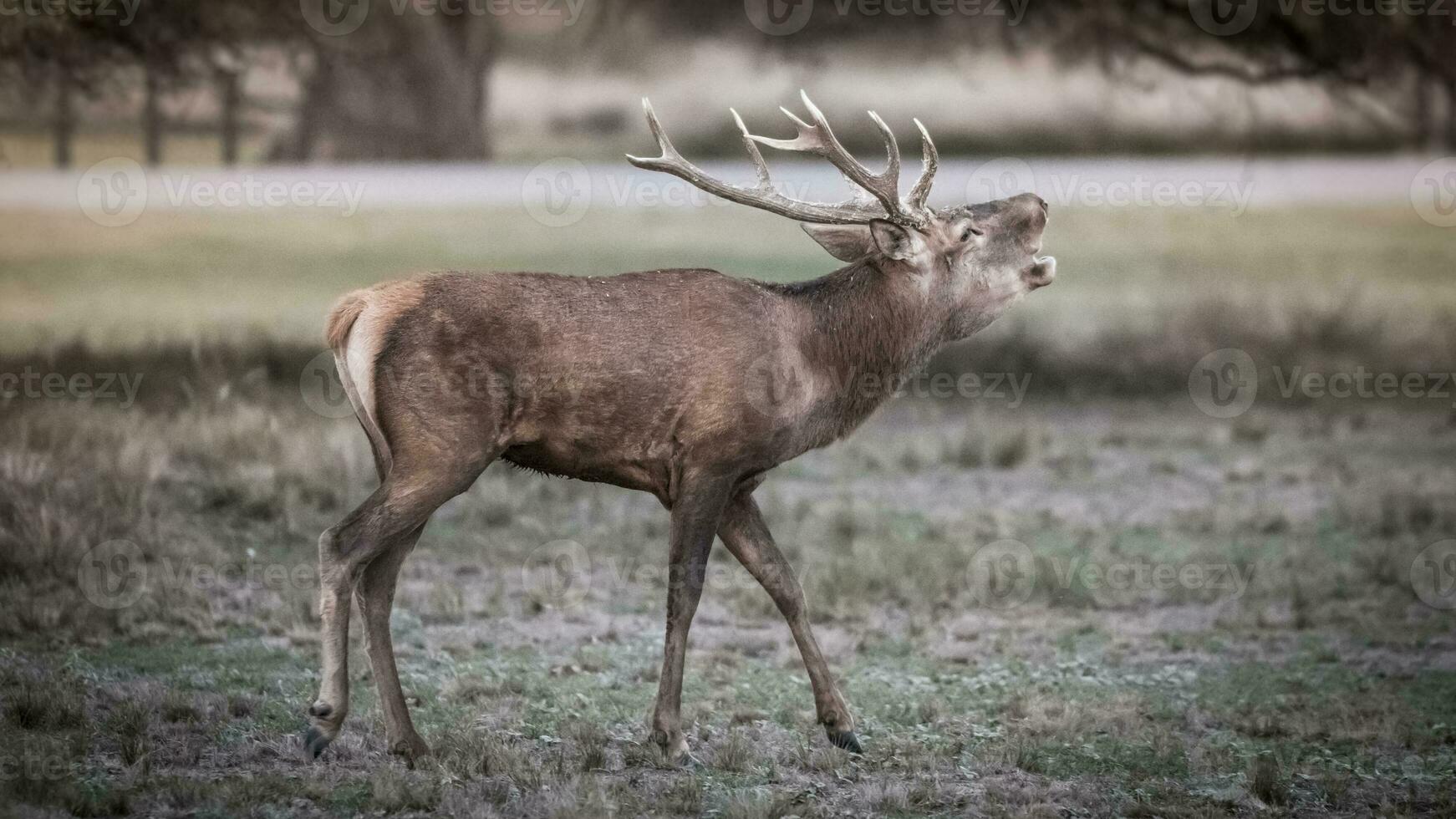 mannetje rood hert, in sleur seizoen, la pampa, Argentinië foto