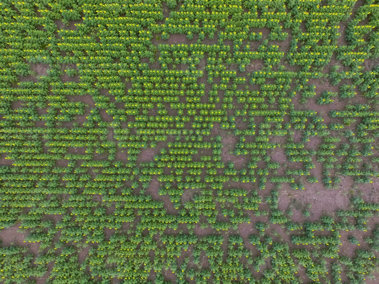 zonnebloem teelt, antenne visie, in pampa regio, Argentinië foto