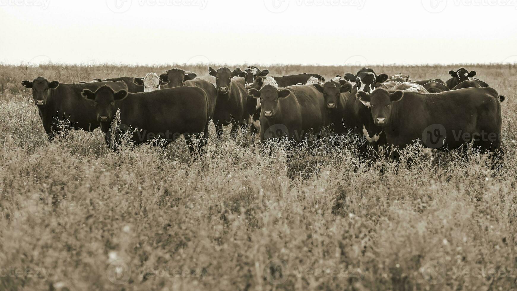 ossen en vaarzen verheven met natuurlijk gras, Argentijns vlees productie foto