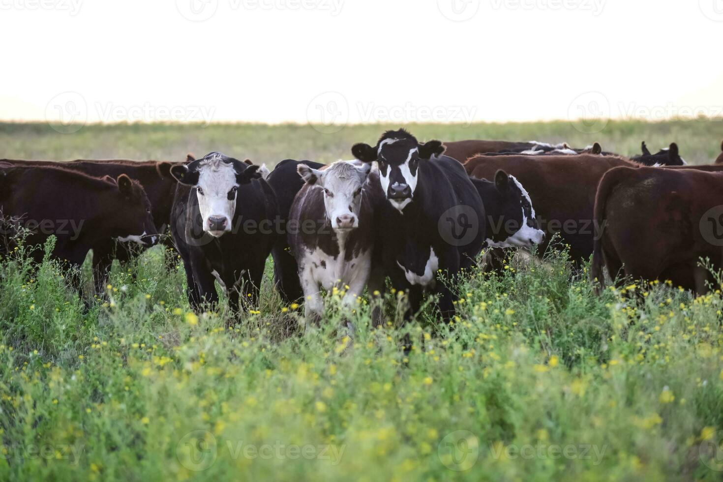 onzin en vaarzen in de Argentijns platteland, biologisch vlees productie foto