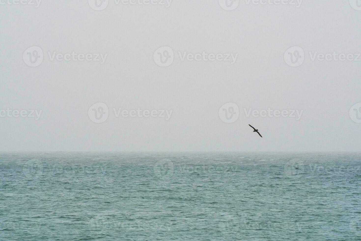 reusachtig stormvogel in vlucht, Patagonië, Argentinië. foto