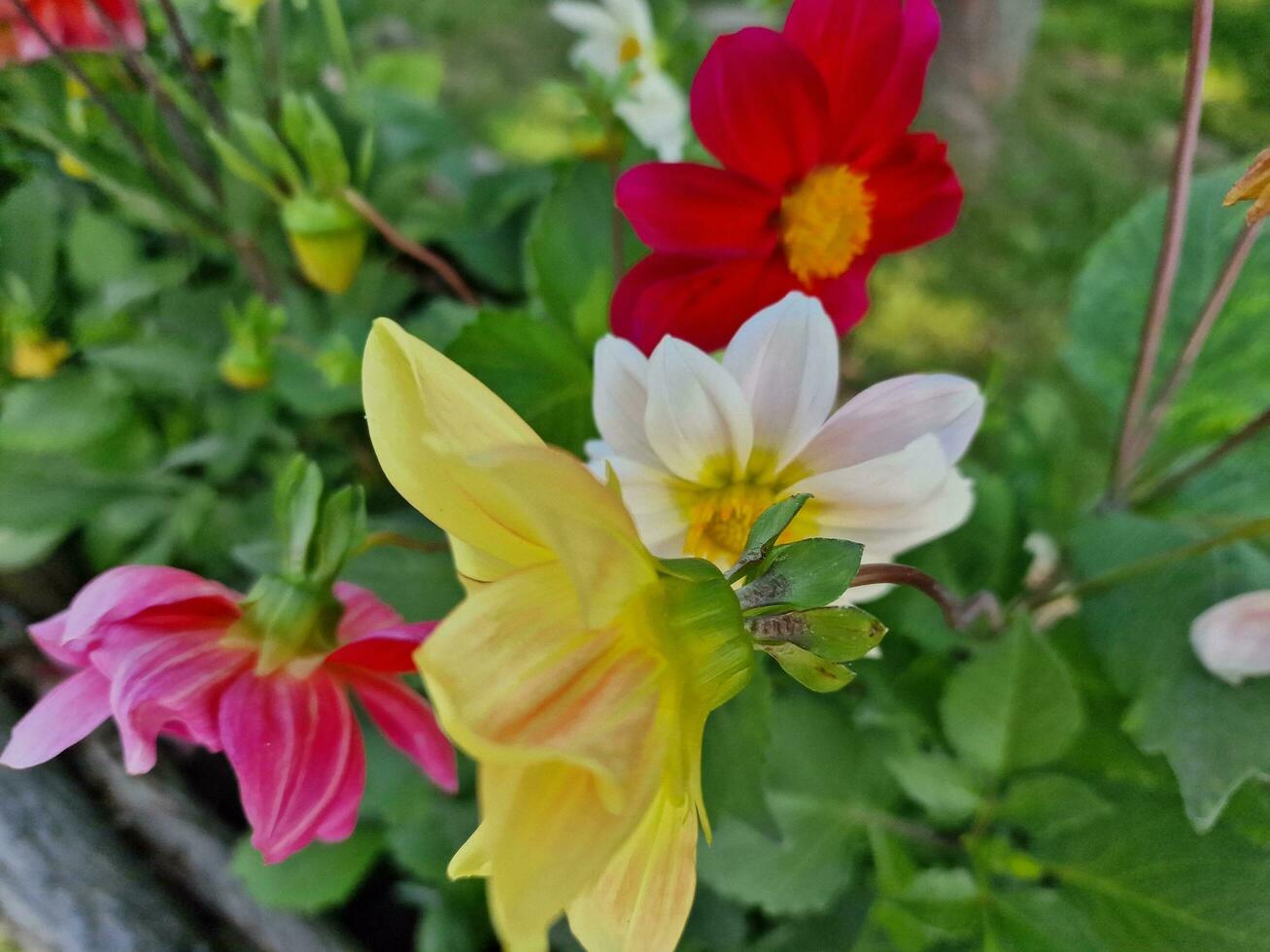 verbazingwekkend voorjaar kleuren in bloemen, bezoek naar de botanisch tuin foto