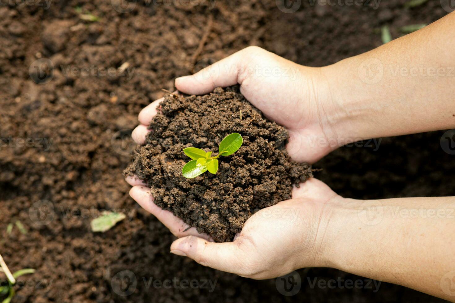 handen van de mannen Holding aanplant naar worden geplant in de bodem. Mens Holding groen zaailing in bodem. nationaal boom aanplant dag. opslaan aarde concept. foto