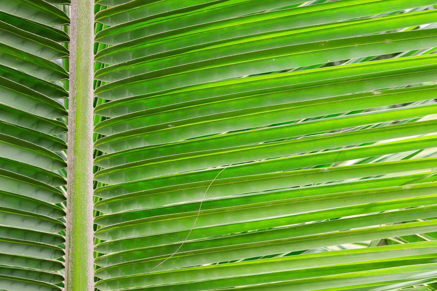 groen palm blad achtergrond dichtbij omhoog foto