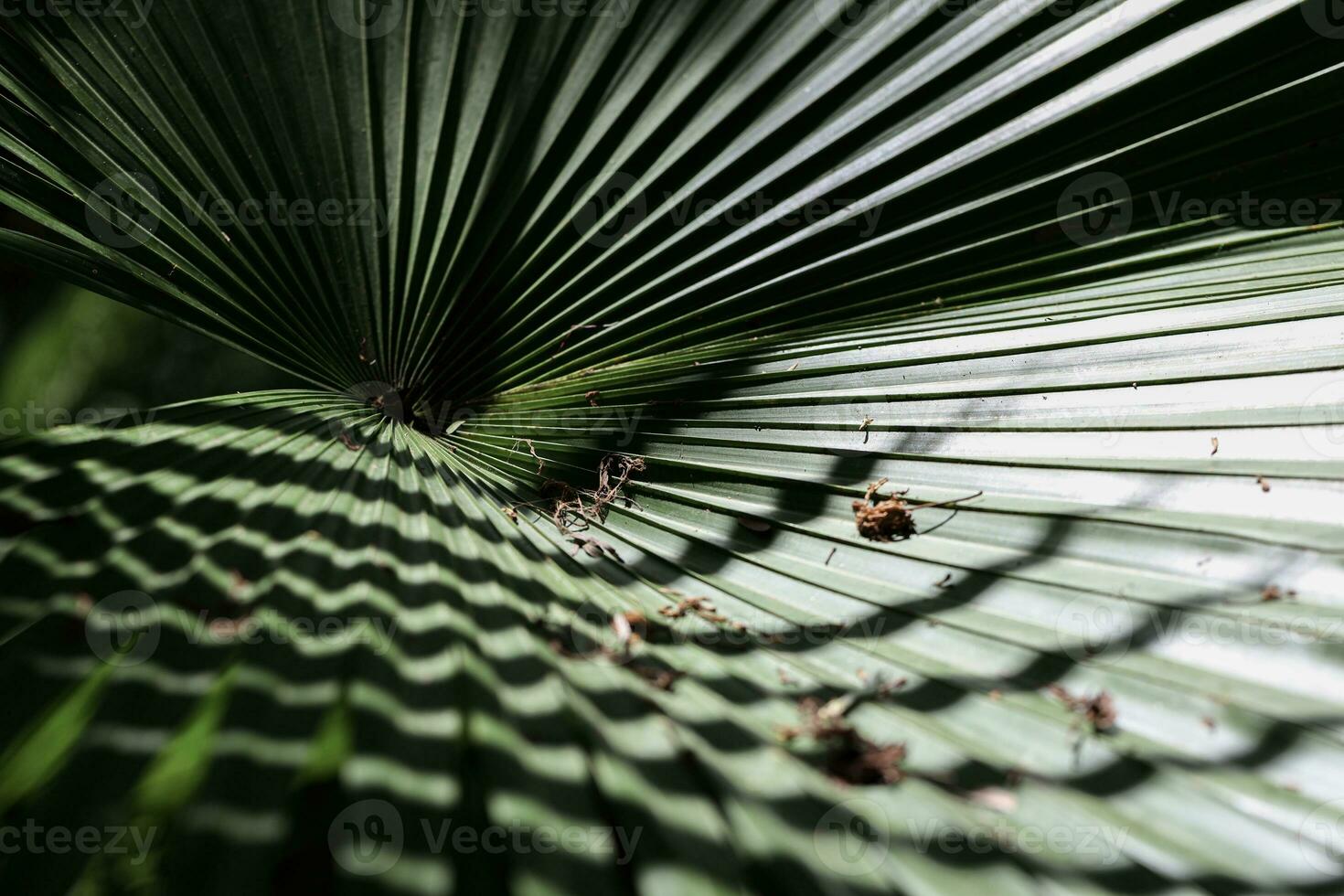 detailopname van een palm blad in een schaduw, abstract kunst foto