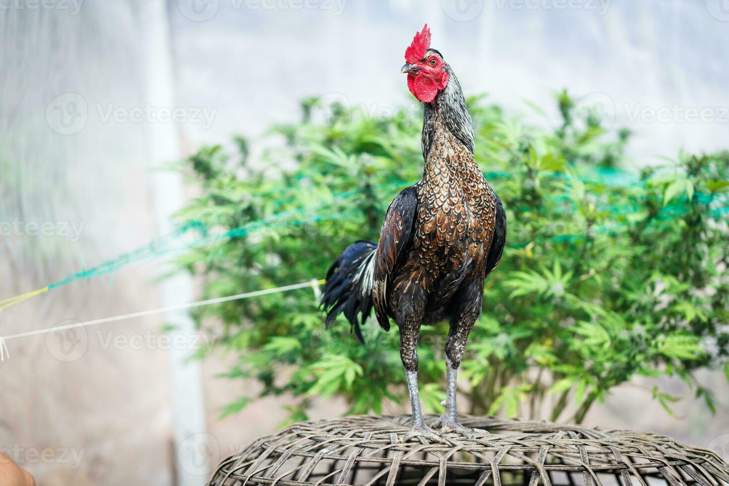 mooi haan staand in wazig natuur groen achtergrond. Thais haan, thais hanengevechten, kip staan. foto