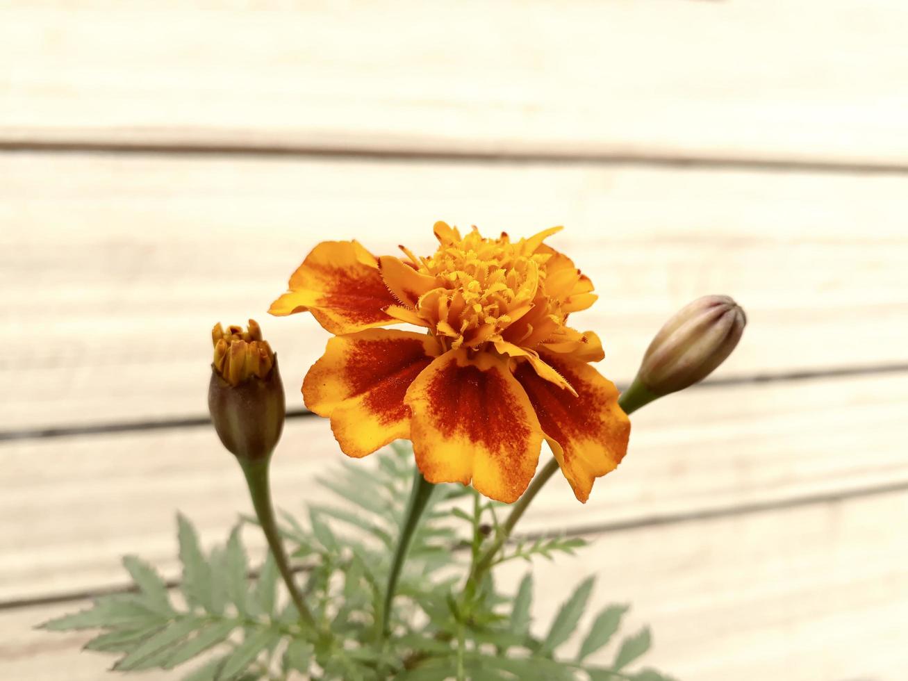 close-up beeld van bloem met houteffect achtergrond foto