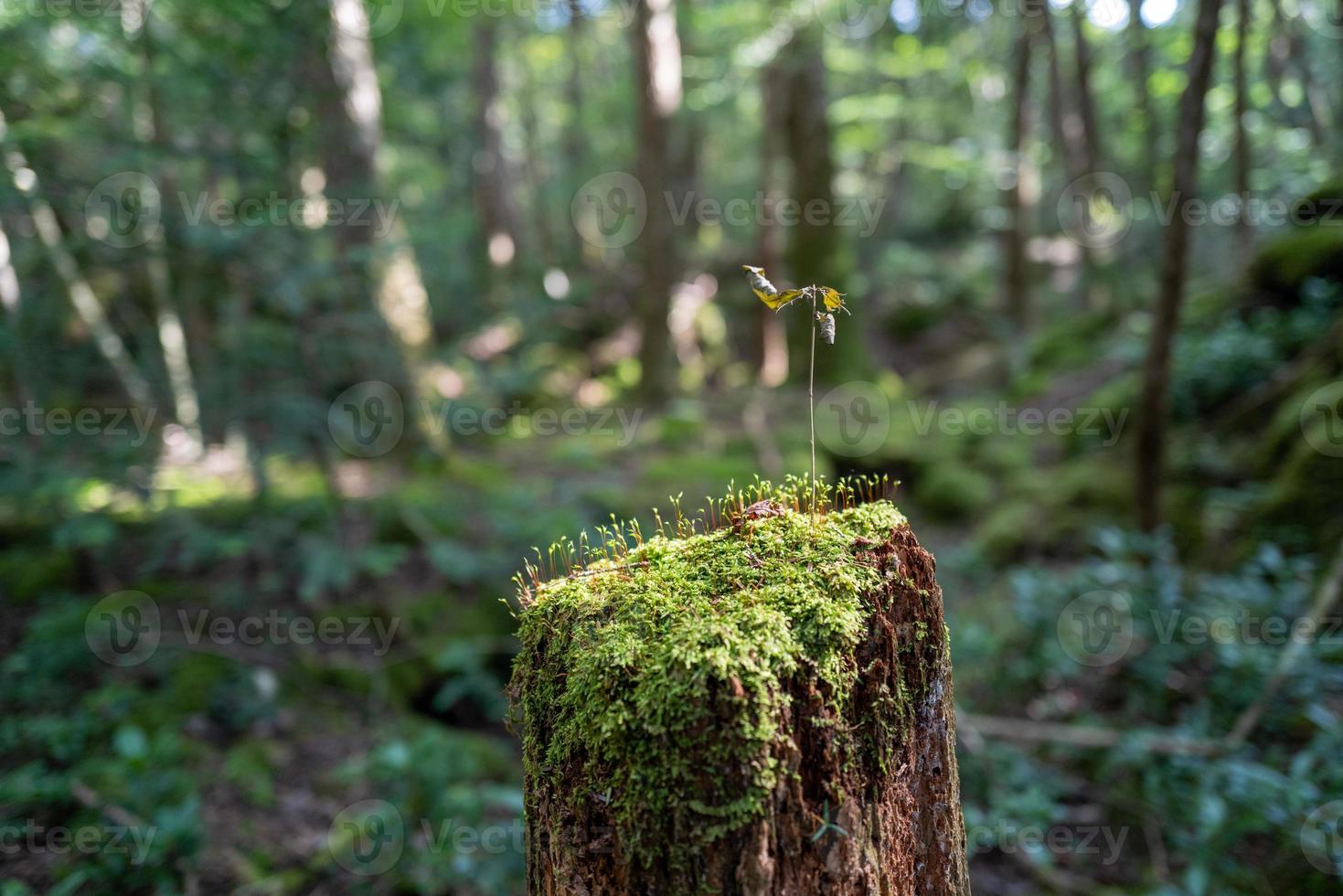 het bos in kawaguchiko in japan foto