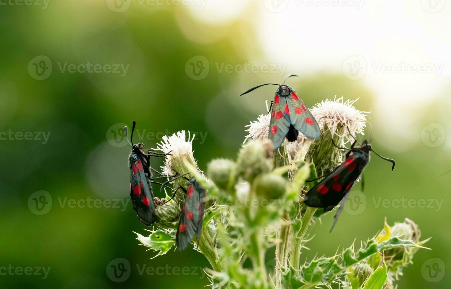 vijf plek Burnet mot zygaena filipendulae Aan groen gras, dieren in het wild tuin van Brits soorten met oog vangen in rood en zwart Vleugels. macro mooi wild vlinderbloem in voorjaar en zomer foto