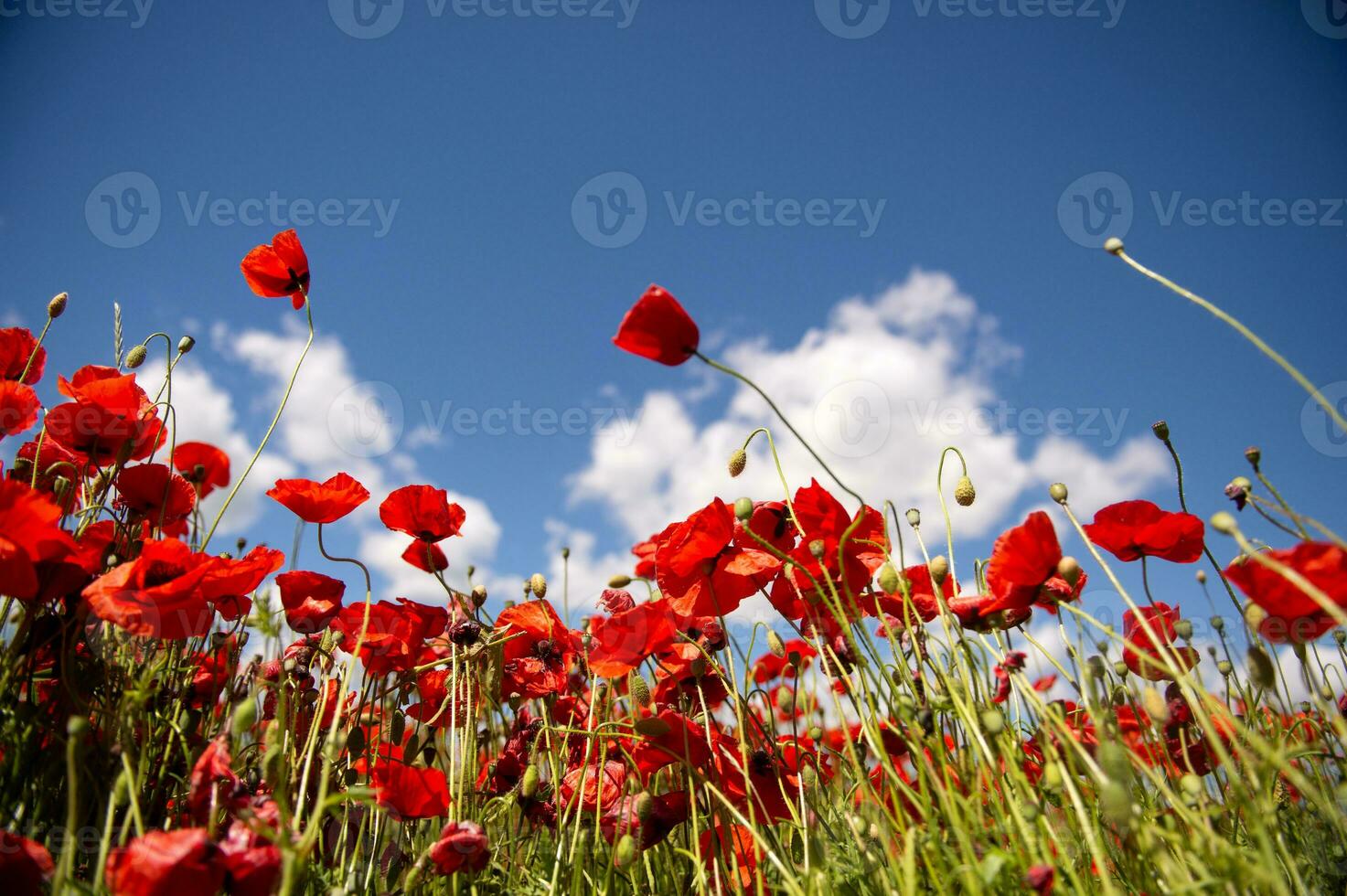 veld- met rood papaver bloemen tegen een blauw lucht foto