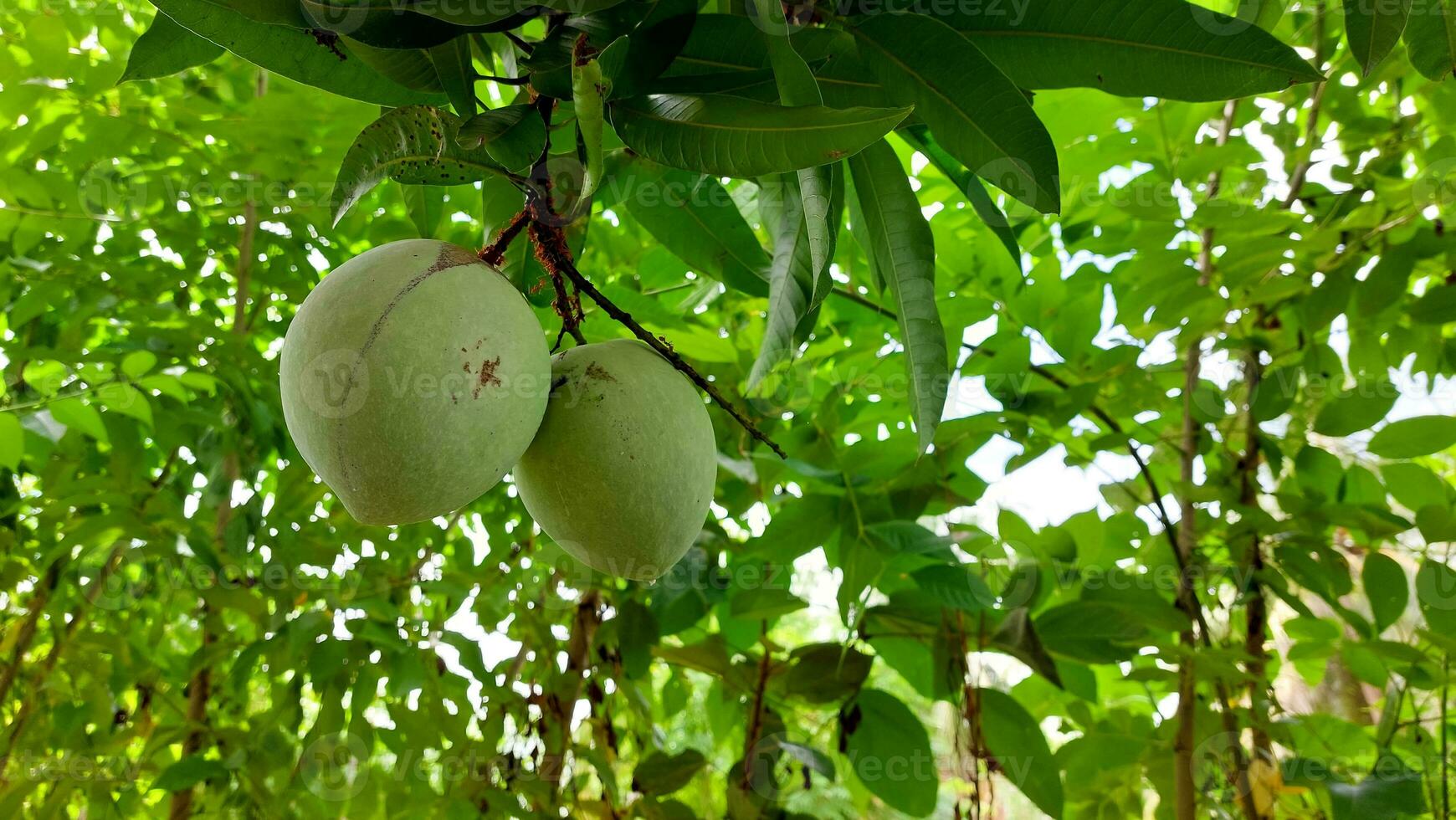 stelletje groene rijpe mango op boom in de tuin. selectieve focus foto