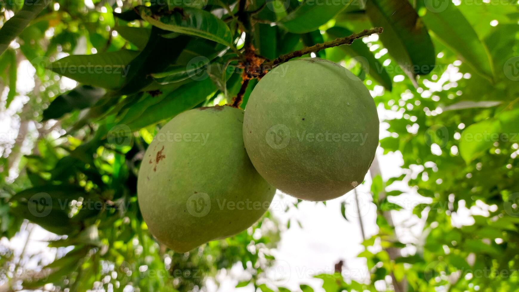 stelletje groene rijpe mango op boom in de tuin. selectieve focus foto