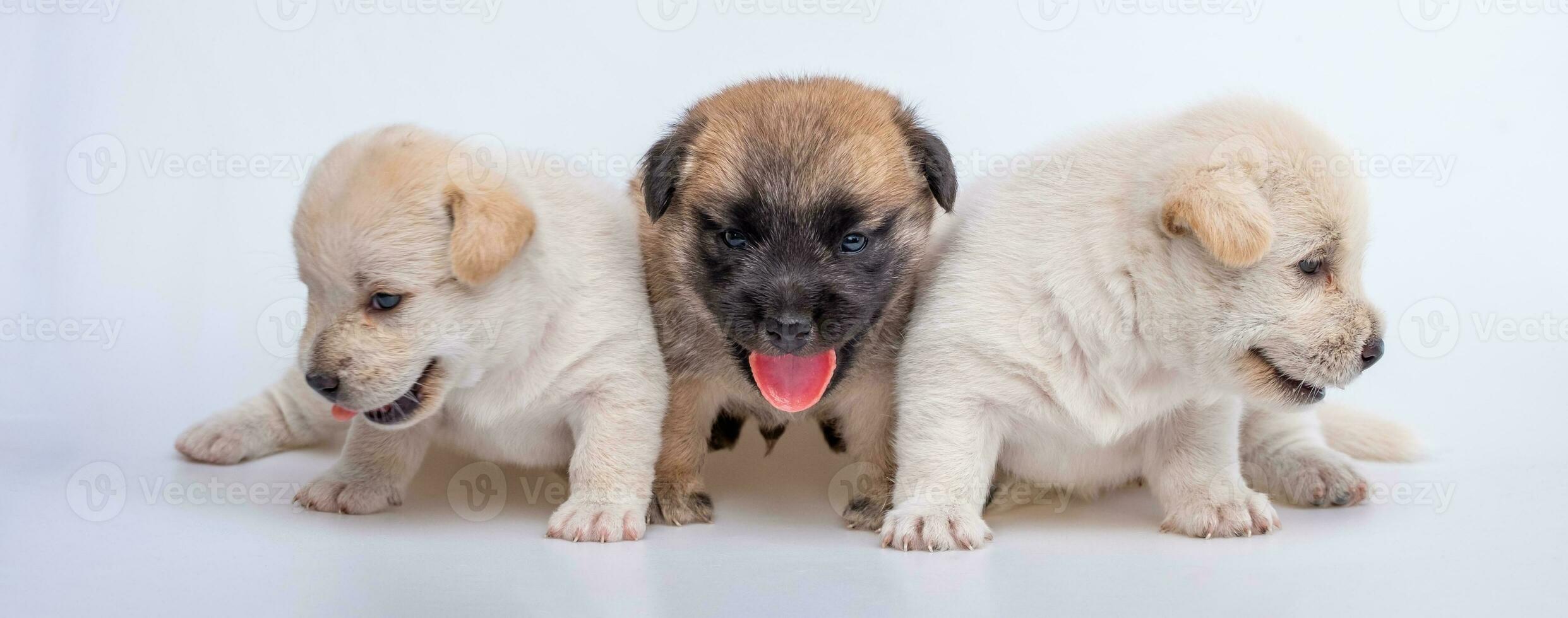 schattig pasgeboren van puppy hond geïsoleerd Aan wit achtergrond, groep van klein puppy wit en bruin hond foto