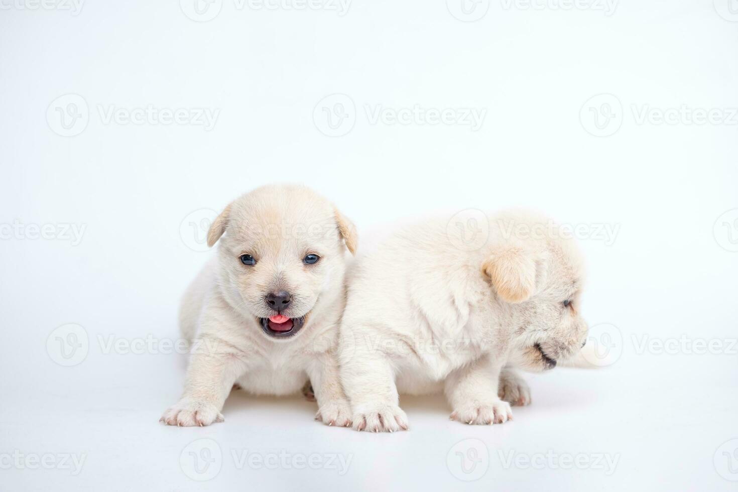 schattig pasgeboren van puppy hond geïsoleerd Aan wit achtergrond, groep van klein puppy wit hond foto