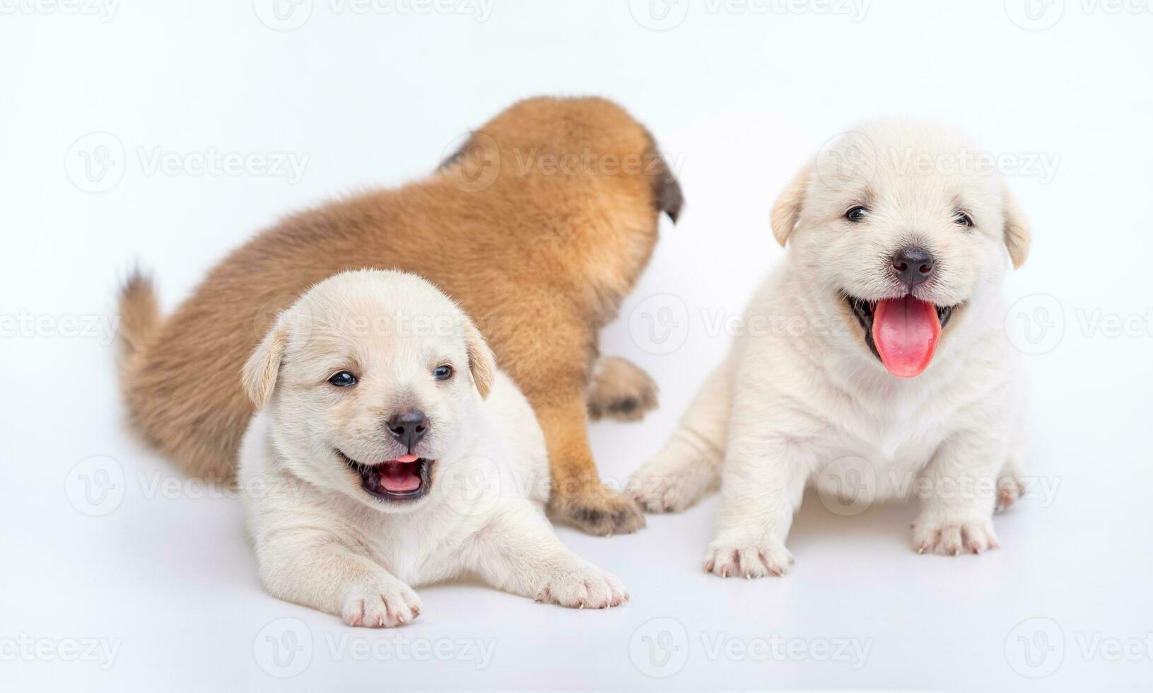 schattig pasgeboren van puppy hond geïsoleerd Aan wit achtergrond, groep van klein puppy wit en bruin hond foto