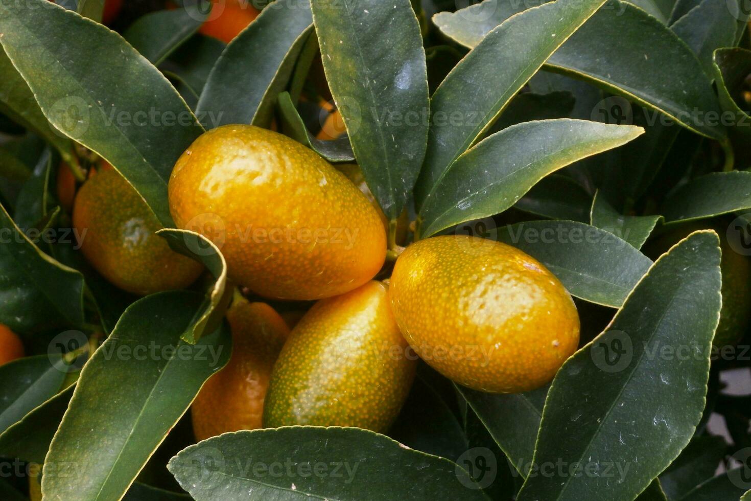 detailopname Aan kumquats in een boom foto