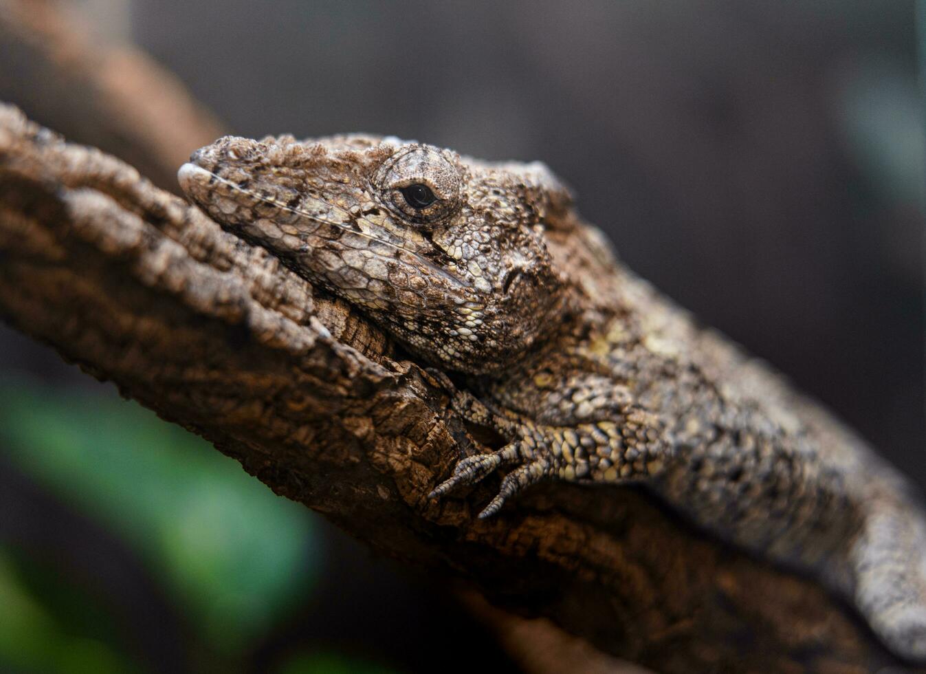 bruine anole op tak foto