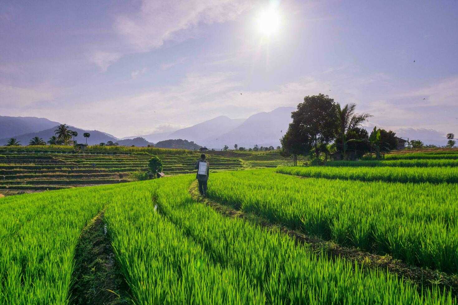 mooi ochtend- visie Indonesië panorama landschap rijstveld velden met schoonheid foto