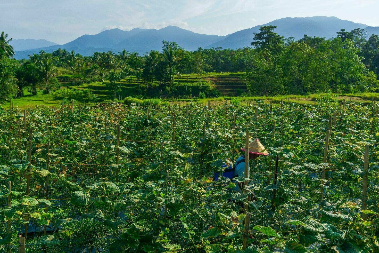 mooi ochtend- visie Indonesië panorama landschap rijstveld velden met schoonheid foto