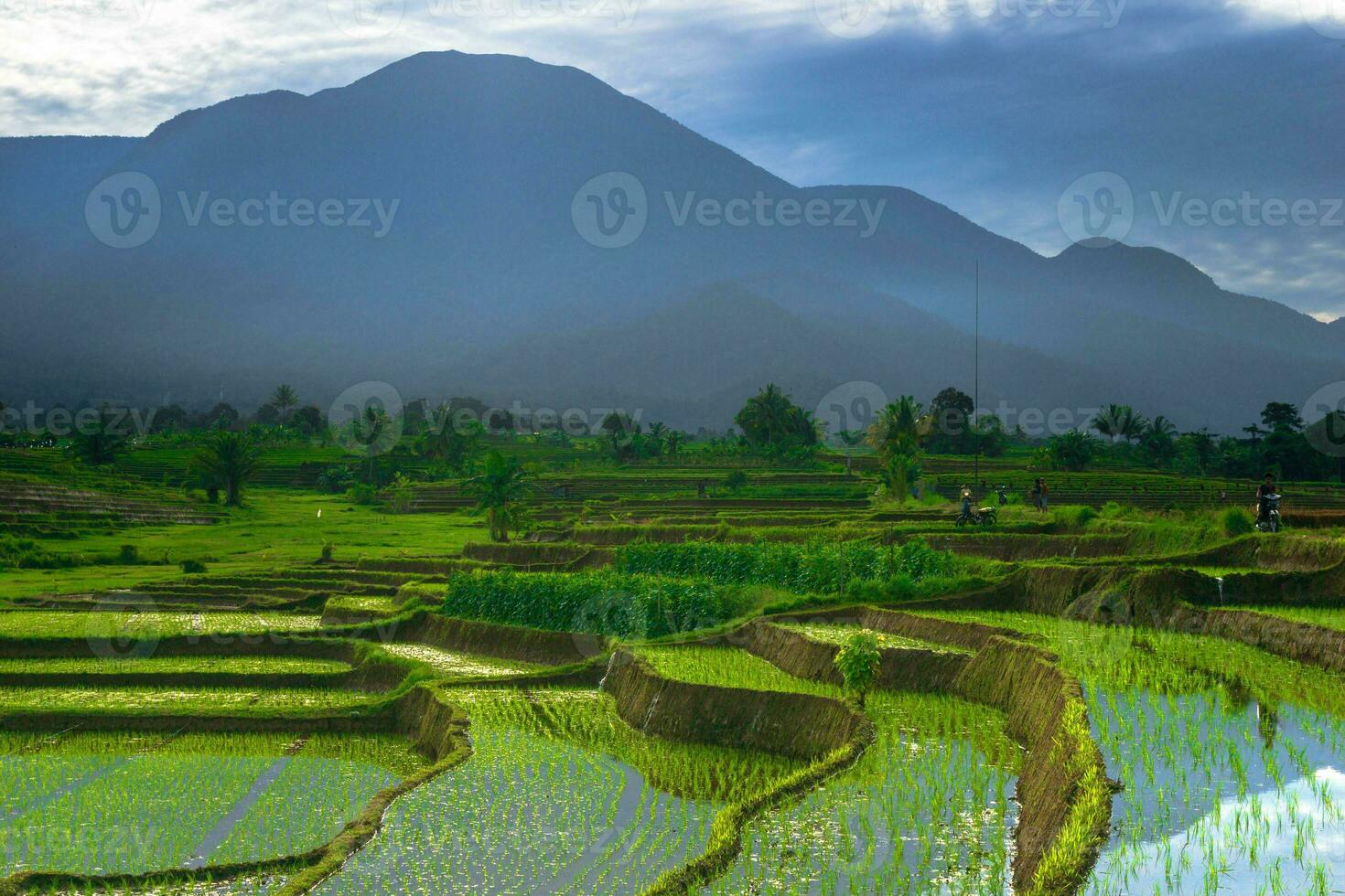 mooi ochtend- visie Indonesië panorama landschap rijstveld velden met schoonheid kleur en lucht natuurlijk licht foto