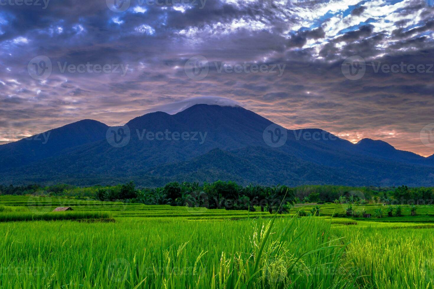 mooi ochtend- visie Indonesië panorama landschap rijstveld velden met schoonheid kleur en lucht natuurlijk licht foto