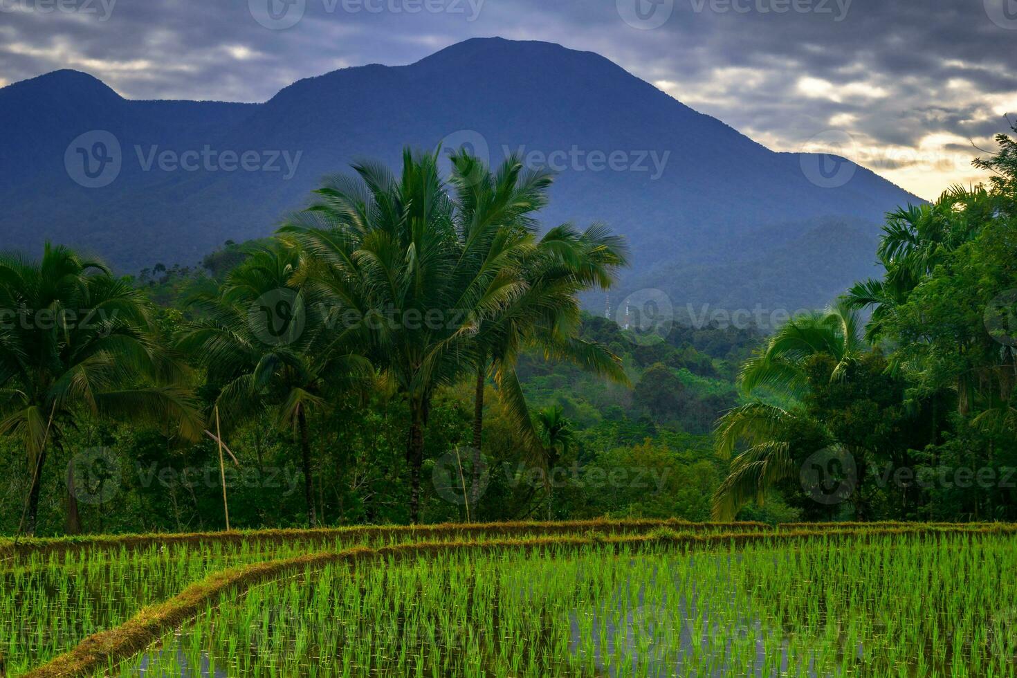 mooi ochtend- visie Indonesië panorama landschap rijstveld velden met schoonheid kleur en lucht natuurlijk licht foto