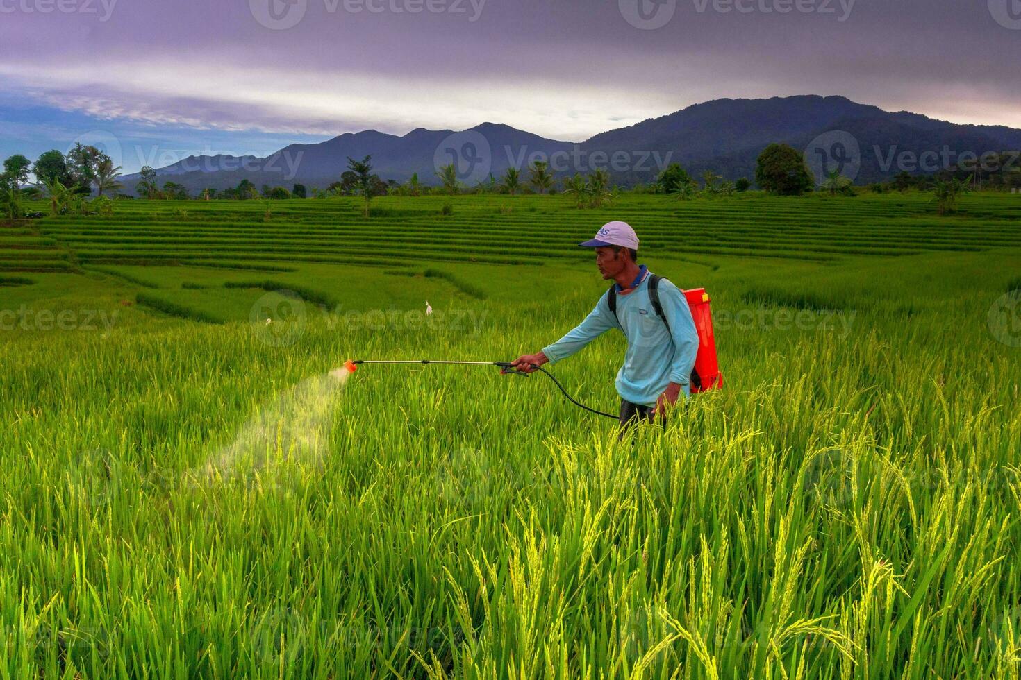 mooi ochtend- visie Indonesië panorama landschap rijstveld velden met schoonheid kleur en lucht natuurlijk licht foto