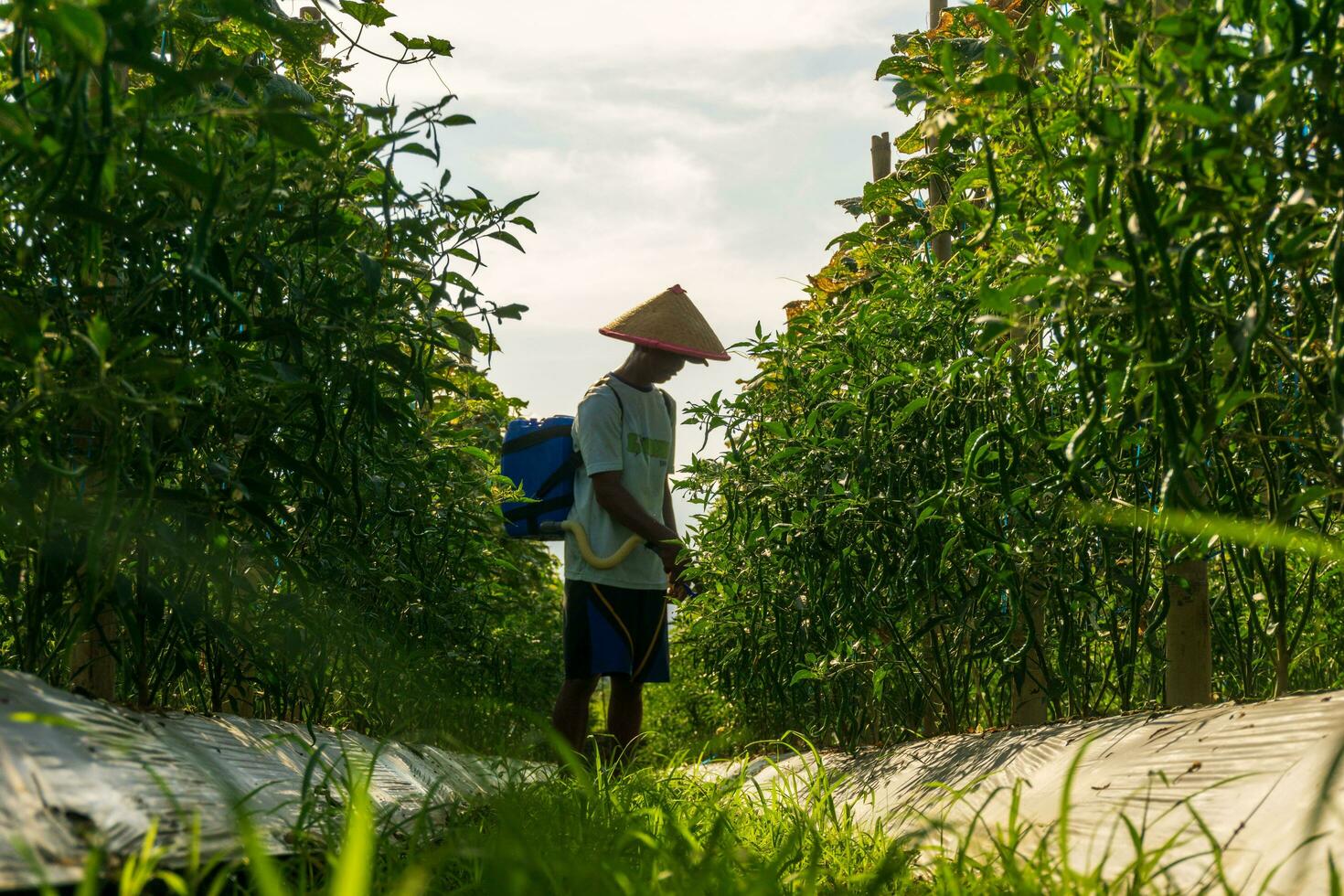 de activiteiten van boeren in de rijst- velden in de barisans bergen, bengkulu, noorden Indonesië foto