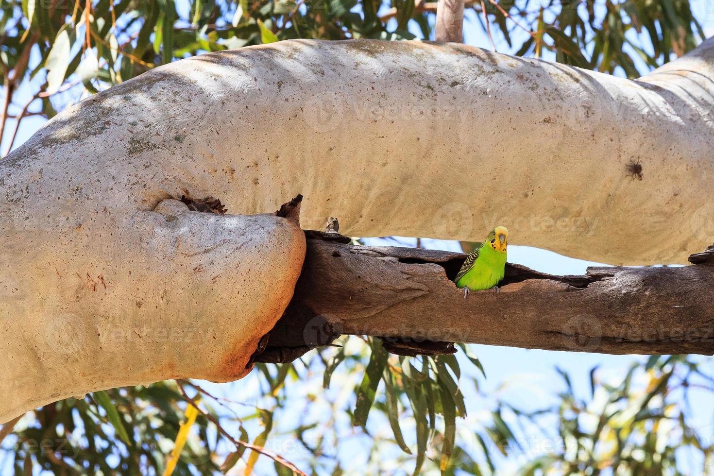 grasparkiet melopsittacus undulatus bij kata tjuta park noordelijk gebied australië foto