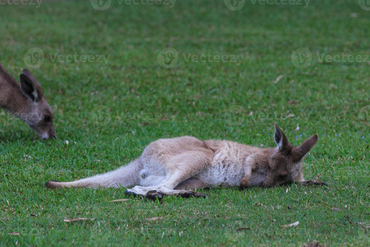 oostelijke grijze kangoeroe macropus giganteus zonneschijn kust queensland australië foto