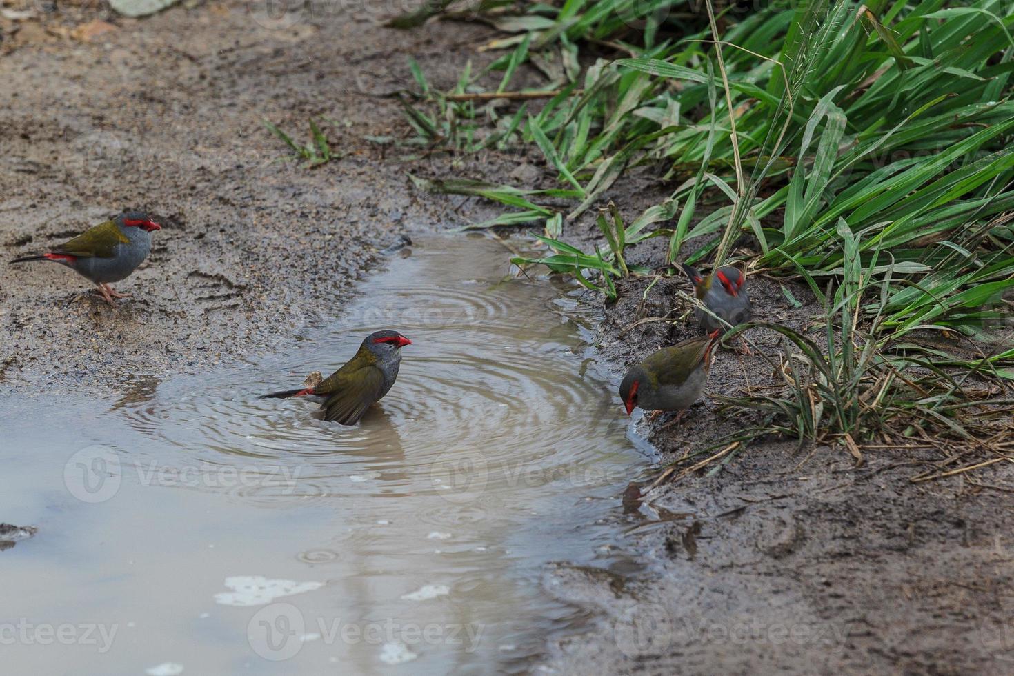 roodbruine vink neochmia temporalis noosa queensland australië foto