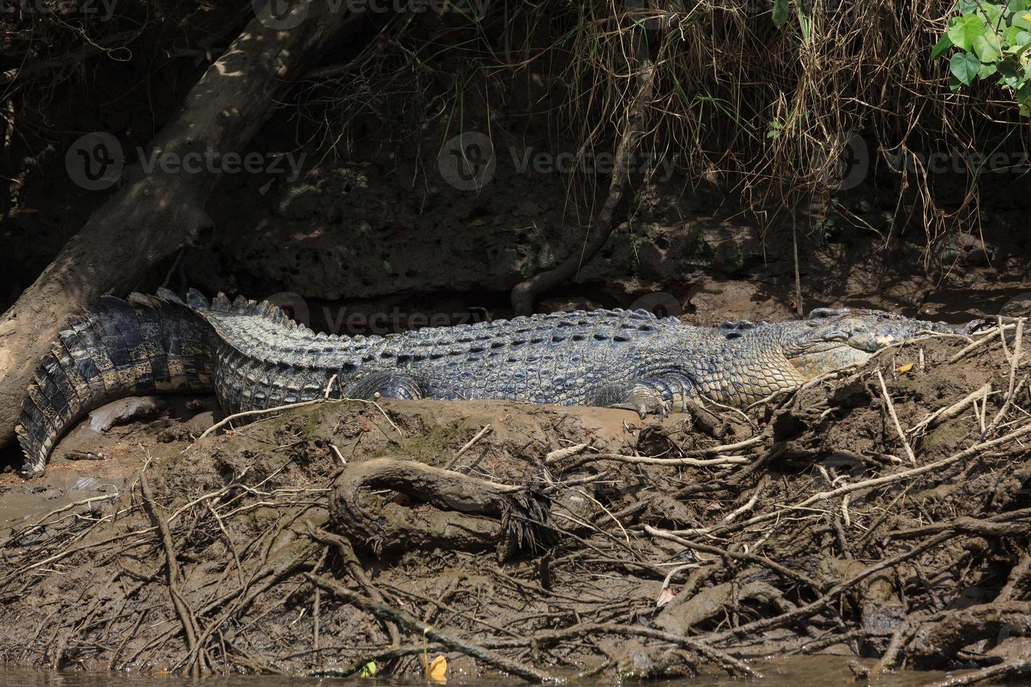 zoutwaterkrokodil crocodylus porosus daintree queensland australië foto