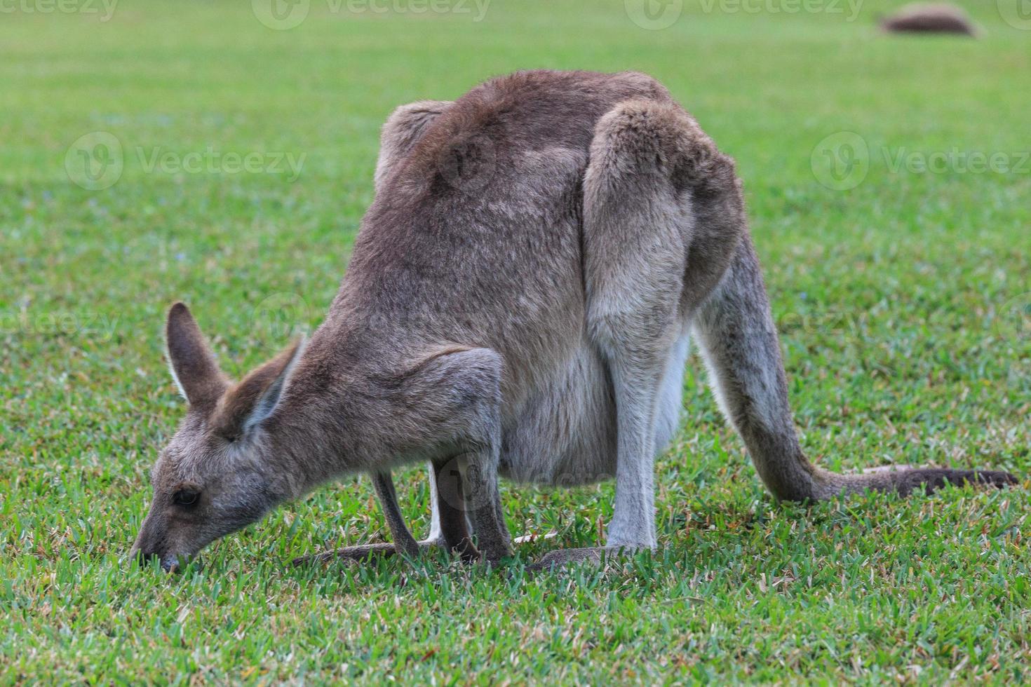 oostelijke grijze kangoeroe macropus giganteus zonneschijn kust queensland australië foto