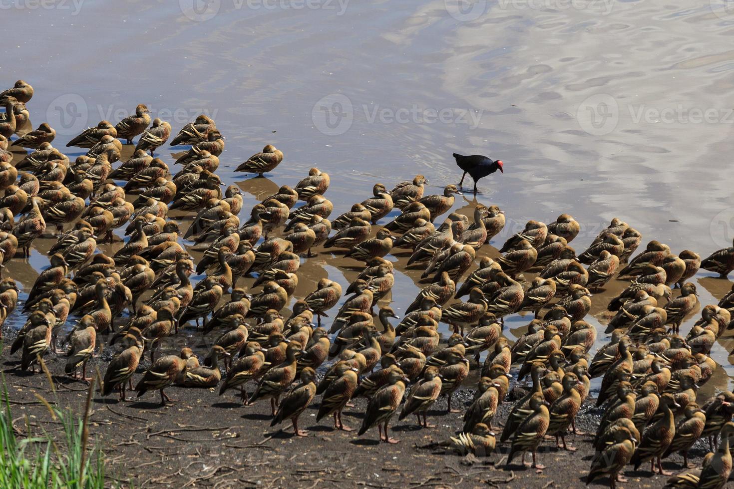 australische swamphen porphyrio melanotus queensland australië foto